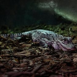 Aligator
