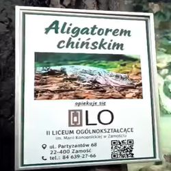Aligator chiński - podopieczny IILO